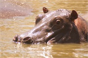 SafariAnimals33