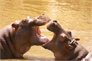 SafariAnimals34