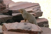 SafariAnimals40