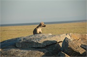 SafariAnimals46
