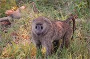 SafariAnimals49