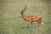 SafariAnimals5