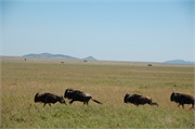 SafariAnimals52
