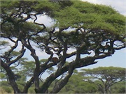SafariAnimals55