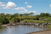 SafariAnimals57