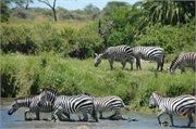 SafariAnimals58