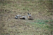 SafariAnimals60