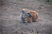 SafariAnimals61