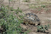 SafariAnimals65