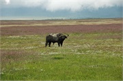 SafariAnimals68