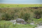 SafariAnimals71