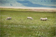 SafariAnimals74