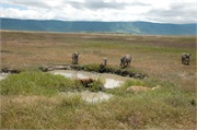SafariAnimals75