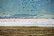 SafariAnimals77