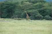 SafariAnimals80