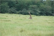 SafariAnimals81