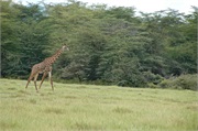 SafariAnimals82