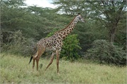 SafariAnimals83