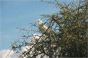 Birds10