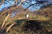Birds11