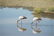 Birds12