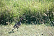 Birds14
