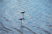 Birds15