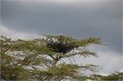 Birds16