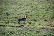 Birds17
