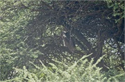 Birds18