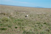 Birds19