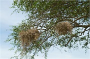 Birds2