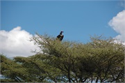 Birds20