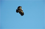 Birds22