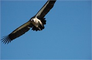 Birds23