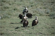 Birds25