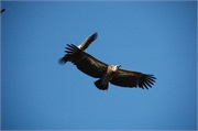 Birds27
