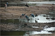 Birds3