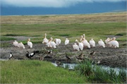 Birds30