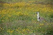 Birds31