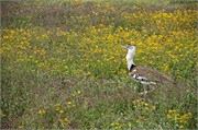 Birds32
