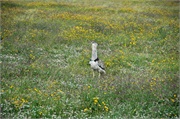 Birds33
