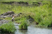 Birds34