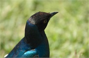 Birds35
