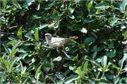 Birds36