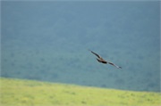Birds37