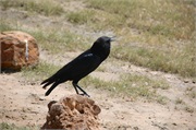 Birds38