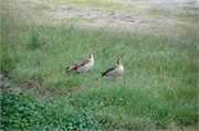 Birds39