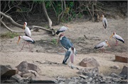 Birds4