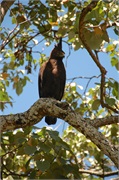 Birds41